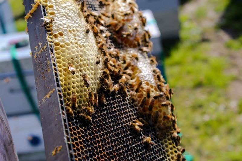 Bees wax natural skincare benefits