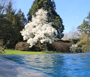 Rudding Park Hydrotherapy Infinity Pool Magnolia Tree
